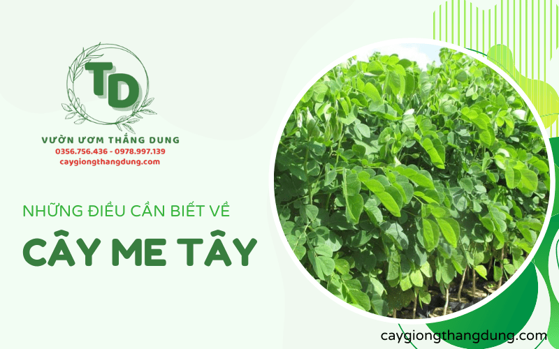 cây me tây