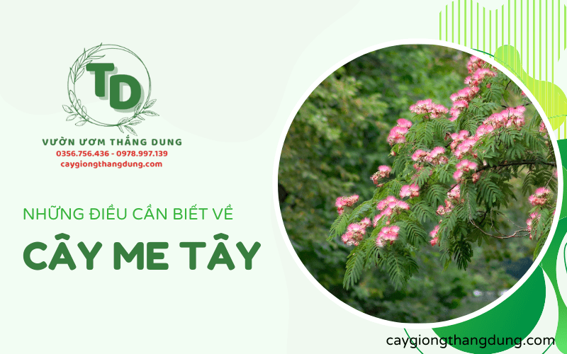 cây me tây