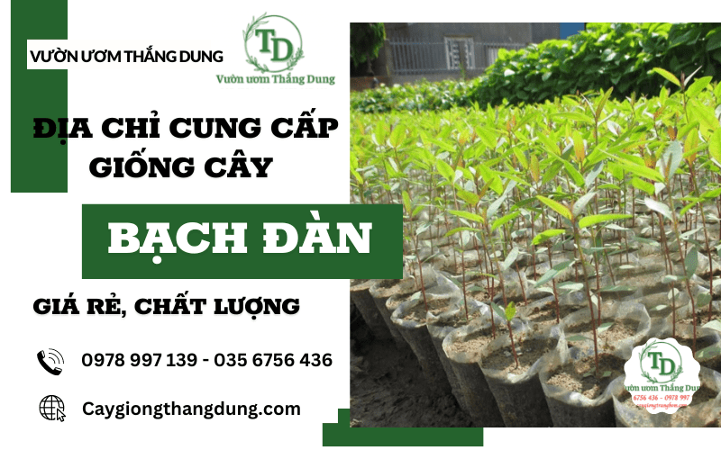 cây bạch đàn