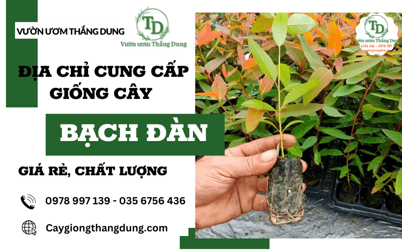 cây bạch đàn