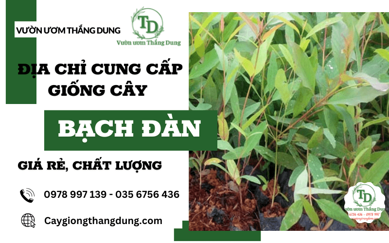 cây bạch đàn