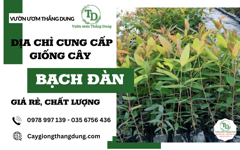 cây bạch đàn