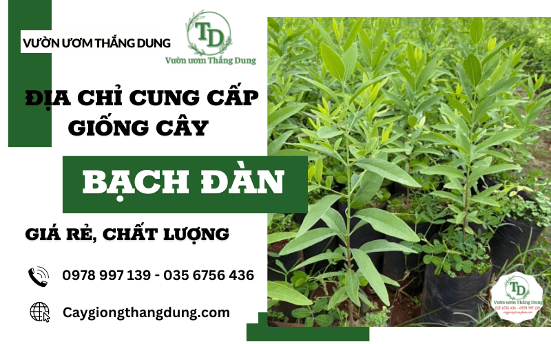 cây bạch đàn