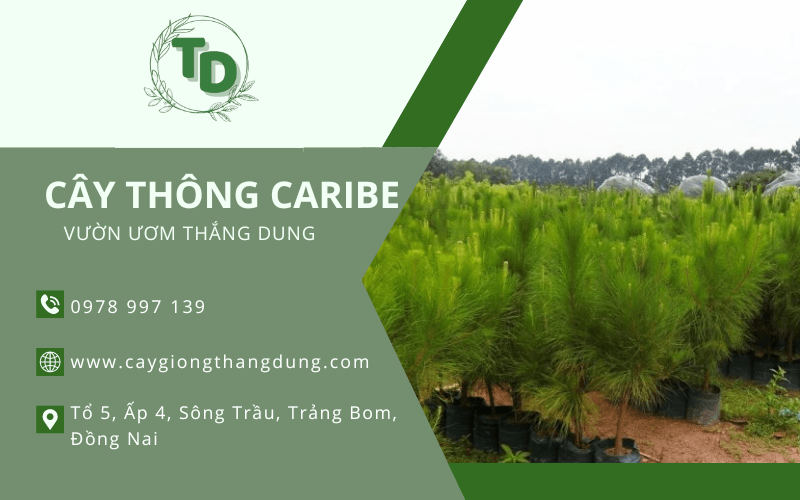 Cây Thông Caribe