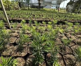 Địa Chỉ Cung Cấp Cây Giống Đồng Nai Uy Tín: Chuyên Cây Giống Ăn Trái và Cây Kiểng Chất Lượng Cao