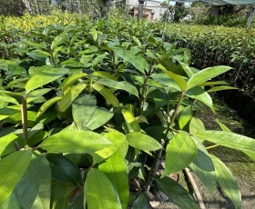 Mua cây ăn trái Đồng Nai ở đâu uy tín, chất lượng cao cho nhà vườn và người trồng mới