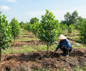 Cây mít Thái giống cần khoảng cách trồng ra sao để dễ chăm sóc?