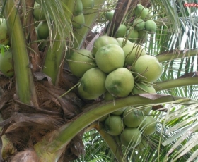 ​Tỉnh Bến Tre xây dựng chuỗi giá trị dừa xiêm xanh