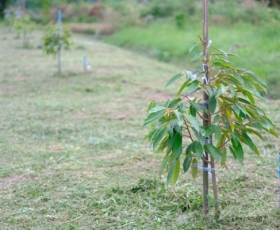 Kỹ Thuật Trồng Sầu Riêng Con Mới Xuất Vườn: Hướng Dẫn Từ Nhà Vườn Đồng Nai