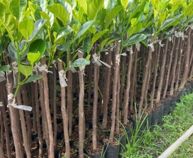 Cây Giống Đồng Nai: Vườn Ươm Quốc Hưng - Chuẩn F1, Giá Tốt Nhất