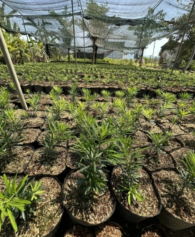 Cây Vạn niên tùng