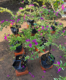 Hoa giấy cẩm thạch