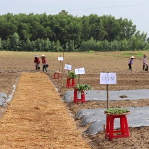 Sản xuất rau, củ, quả theo công nghệ Nhật Bản