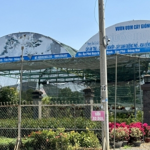 Cách chăm sóc cây cảnh khi mua từ Vườn ươm cây giống Quốc Hưng
