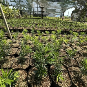 Địa Chỉ Cung Cấp Cây Giống Đồng Nai Uy Tín: Chuyên Cây Giống Ăn Trái và Cây Kiểng Chất Lượng Cao