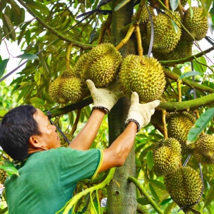 Lâm Đồng có thêm 32 mã số vùng trồng sầu riêng