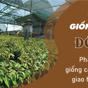 Mua cây giống ở đâu Tân Phú, Đồng Nai? – Vườn ươm cây giống Quốc Hưng uy tín, chất lượng hàng đầu