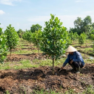 Cây mít Thái giống cần khoảng cách trồng ra sao để dễ chăm sóc?