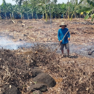 Ồ ạt đốn bỏ măng cụt