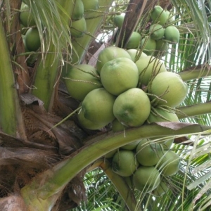 ​Tỉnh Bến Tre xây dựng chuỗi giá trị dừa xiêm xanh