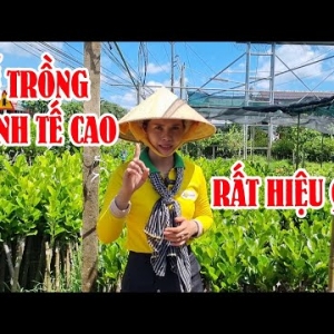 Top 5 Loại Cây Giống Kinh Tế Cao Nên Trồng Tại Đồng Nai Năm 2025