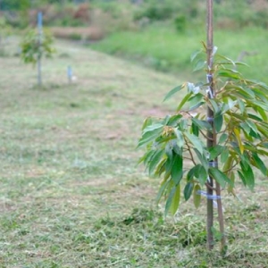 Kỹ Thuật Trồng Sầu Riêng Con Mới Xuất Vườn: Hướng Dẫn Từ Nhà Vườn Đồng Nai