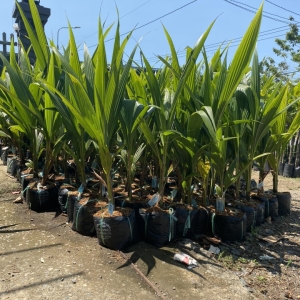 Vựa Cung Cấp Cây Giống Ăn Trái Đồng Nai Uy Tín, Chất Lượng F1, Giá Tại Vườn