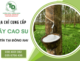 Khám phá địa chỉ cung cấp cây cao su uy tín tại Đồng Nai