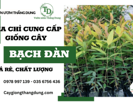 Vườn Ươm Thắng Dung - Địa chỉ bán giống cây bạch đàn giá rẻ, chất lượng