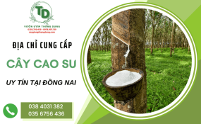 Khám phá địa chỉ cung cấp cây cao su uy tín tại Đồng Nai