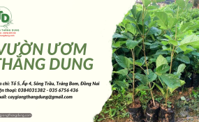 Ở đâu bán cây phong linh hoa vàng giống?