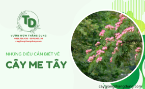 Những điều cần biết về loài cây đa năng - Cây me tây