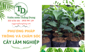 Phương pháp trồng và chăm sóc cây lâm nghiệp hiệu quả