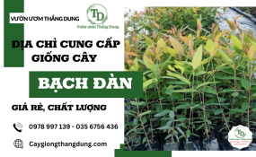 Vườn Ươm Thắng Dung - Địa chỉ bán giống cây bạch đàn giá rẻ, chất lượng