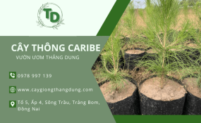 Vườn Ươm Thắng Dung - Địa chỉ cung cấp giống Cây Thông Caribe chất lượng, giá tốt