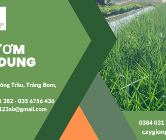 Dịch Vụ Cung Cấp Cây Công Trình Uy Tín Giá Tốt Tại Đồng Nai