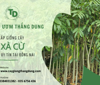 Tìm hiểu về cây xà cừ và địa chỉ cung cấp giống cây xà cừ uy tín tại Đồng Nai