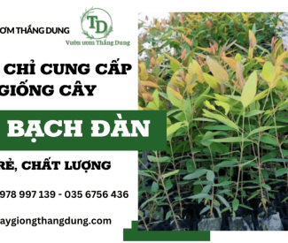 Vườn Ươm Thắng Dung - Địa chỉ bán giống cây bạch đàn giá rẻ, chất lượng