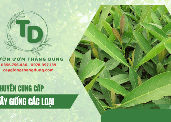 Vườn ươm Thắng Dung chuyên cung cấp cây giống các loại tại Đồng Nai