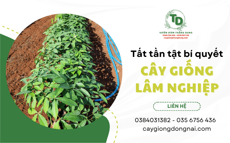 cây lâm nghiệp giống