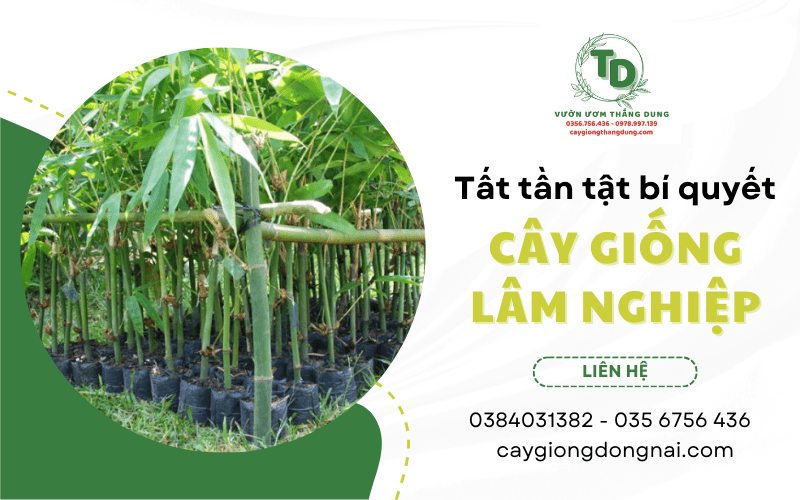 cây lâm nghiệp giống