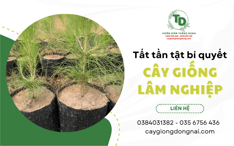 cây lâm nghiệp giống