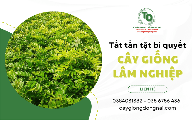 cây lâm nghiệp giống