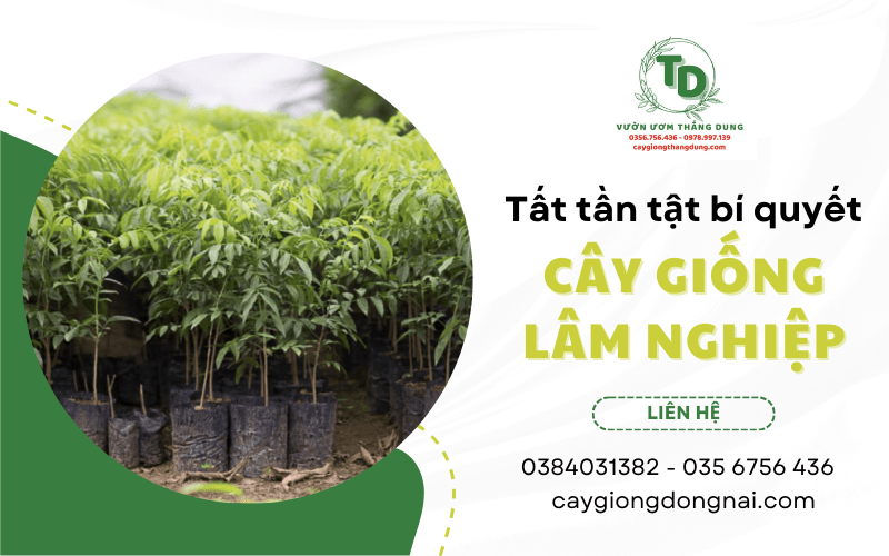 cây lâm nghiệp giống