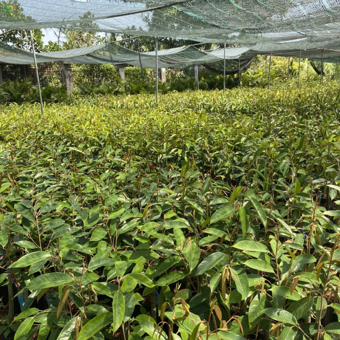 Cây sầu riêng