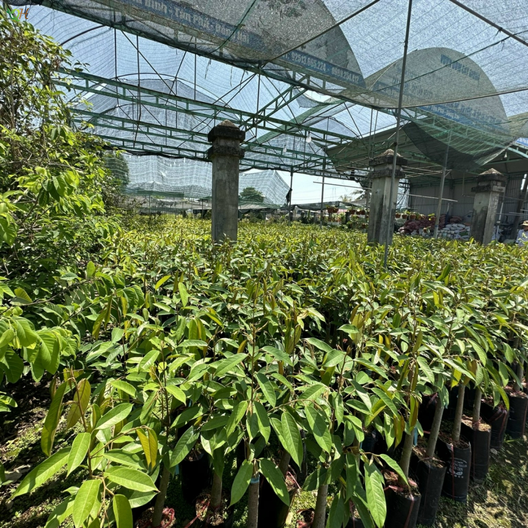 Cây sầu riêng