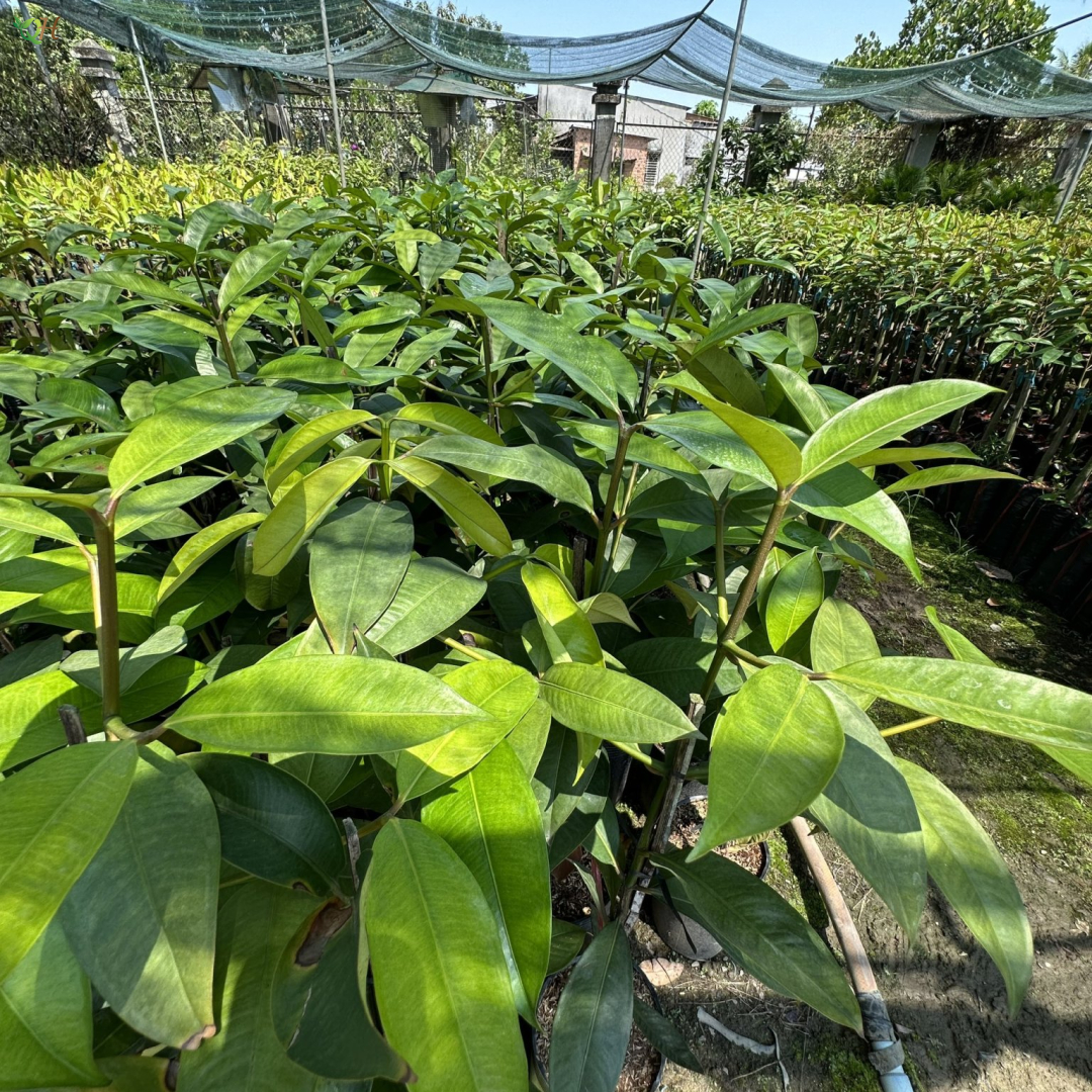 Cây măng cụt