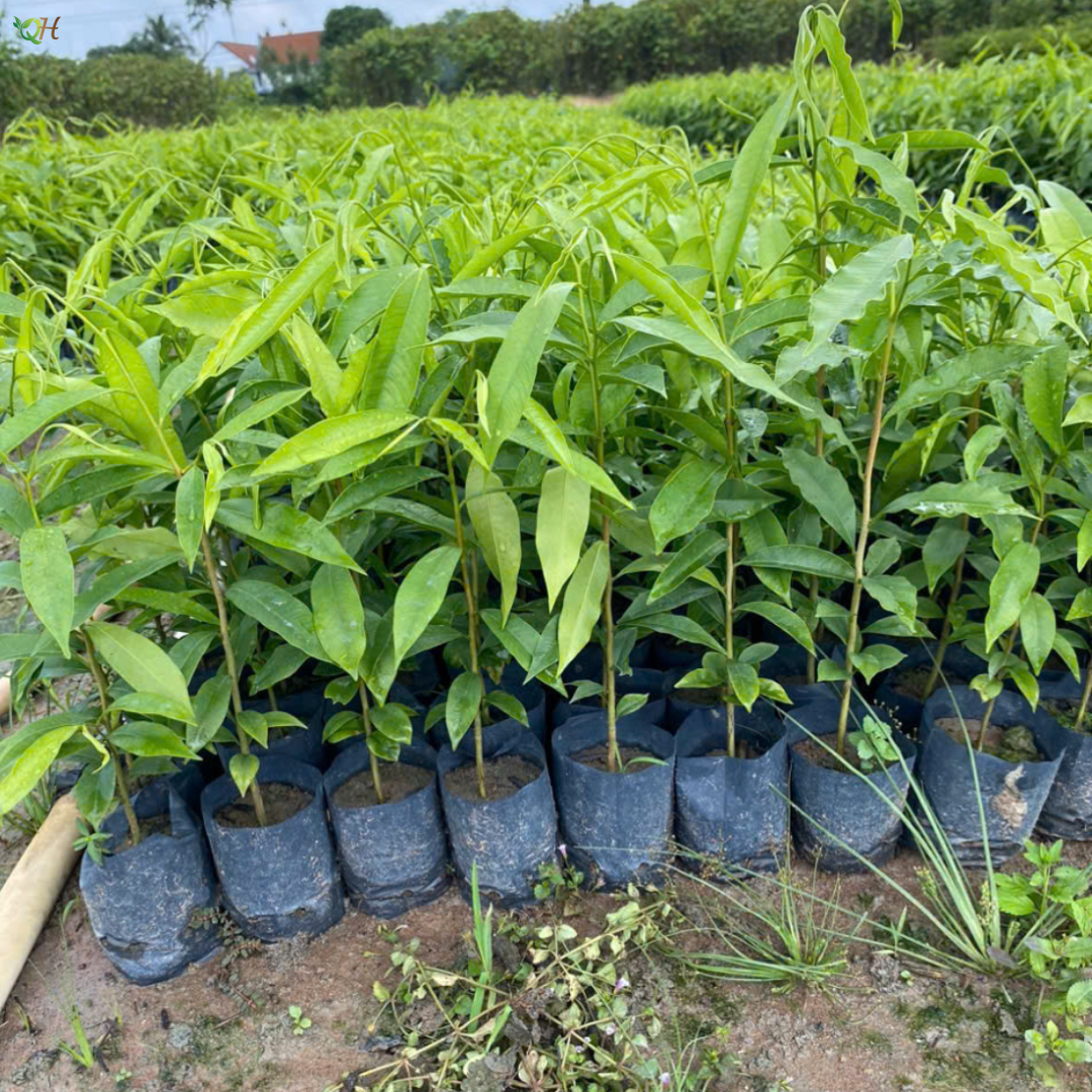 Cây Trầm Hương