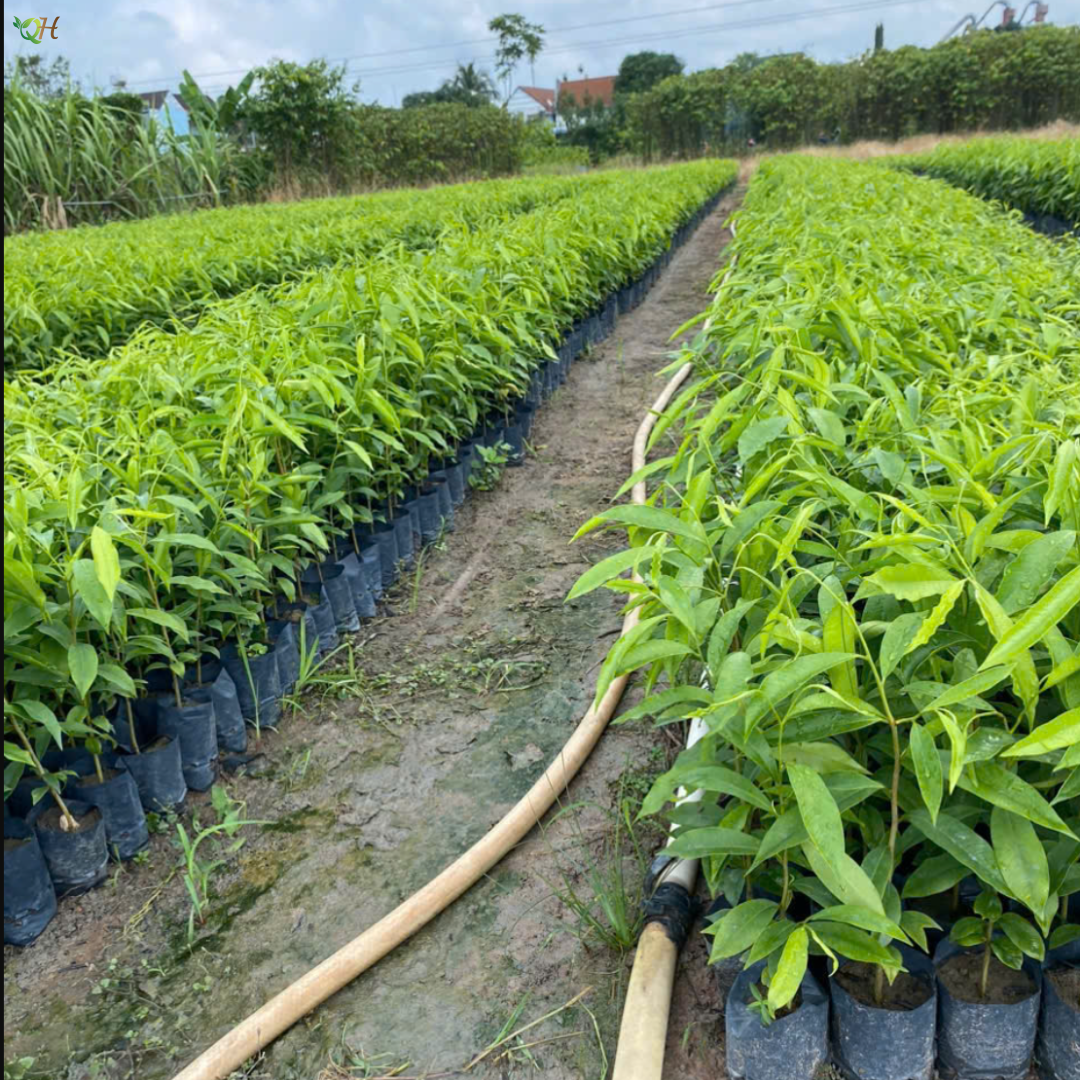 Cây Trầm Hương