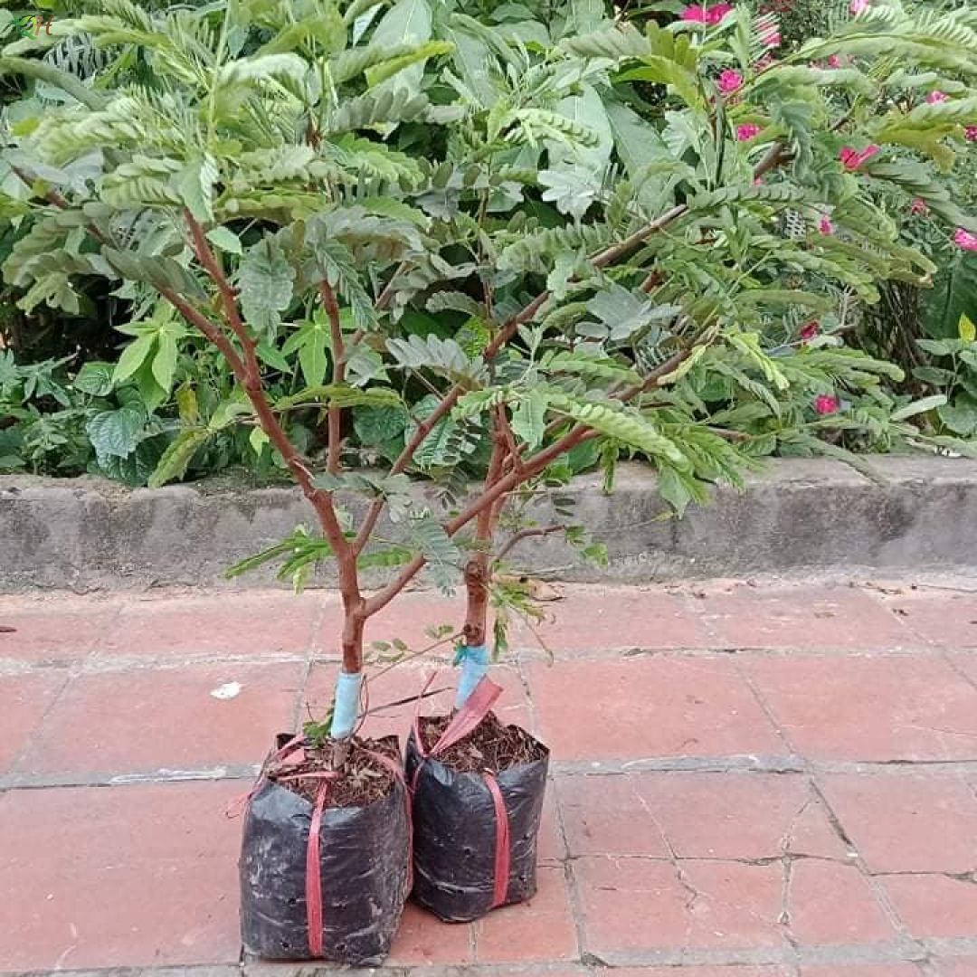Cây me thái
